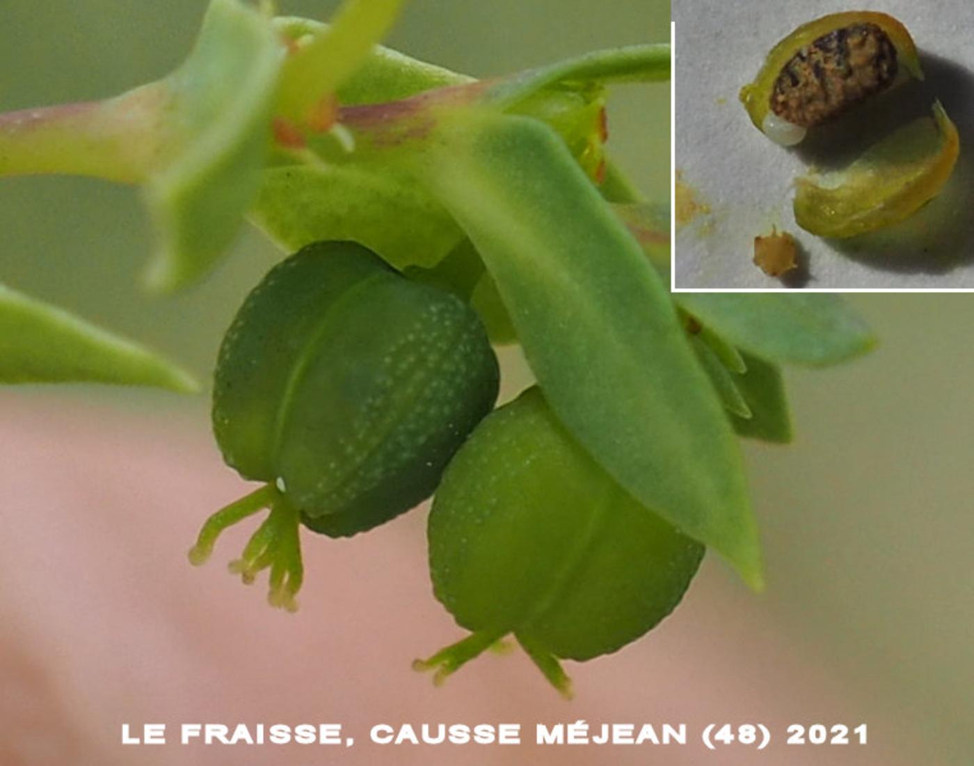 Spurge, Corn fruit